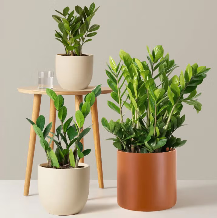 Indoor Plants