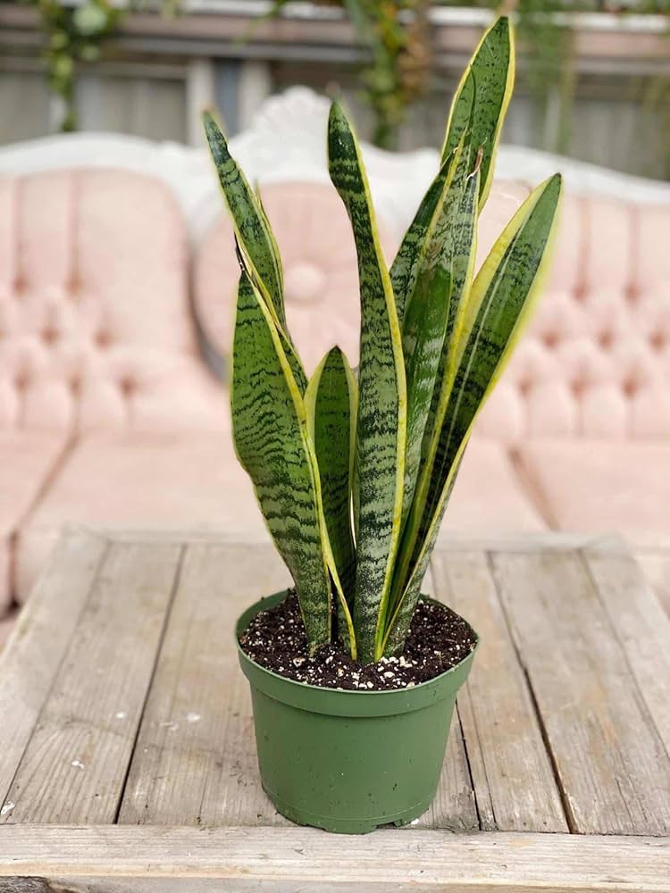 Snake Plant Laurentii