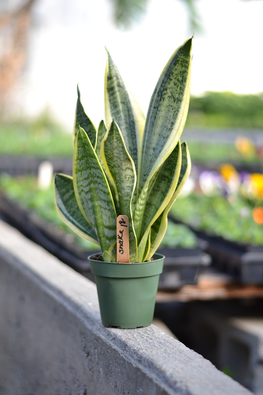 Snake Plant Laurentii
